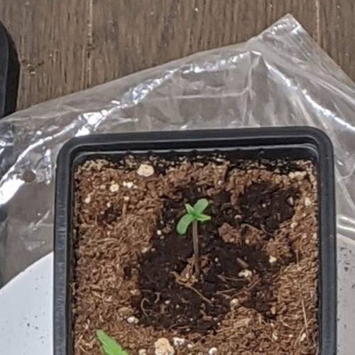 Tropicanna Smash Melonz. Week 1 - 12/06/20 - Day 1