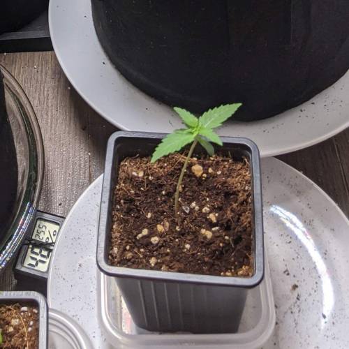 Tropicanna Smash Melonz. Week 1 - 18/06/20 - End of Week 1