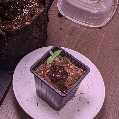 Tropicanna Smash Melonz. Week 1 - 15/06/20 