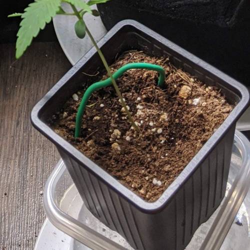 Tropicanna Smash Melonz. Week 2 - 22/06/20