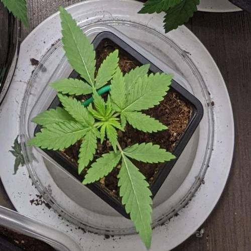 Tropicanna Smash Melonz. Week 2 - 25/06/20 - End of Week 2