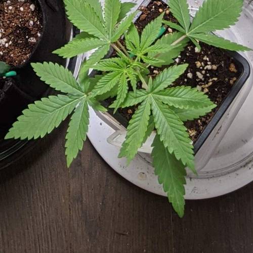 Custom Breeder & Strain Bloom Seed Co Tropicanna Smash Melonz grow