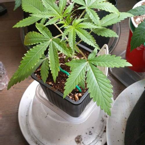 Tropicanna Smash Melonz. Week 3 - 01/07/20 - she's getting hungry