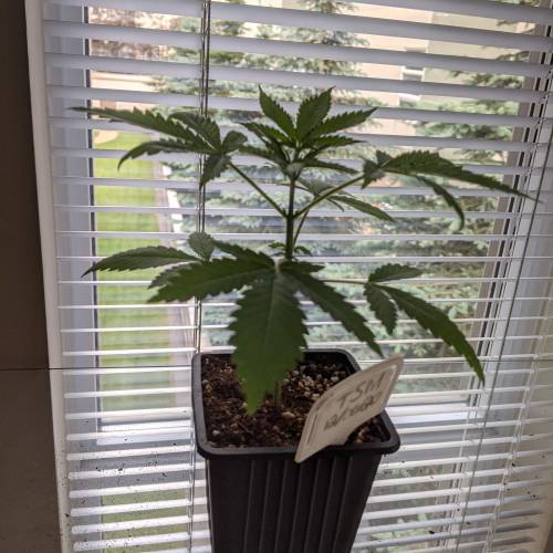 Tropicanna Smash Melonz. Week 3 - 02/07/20