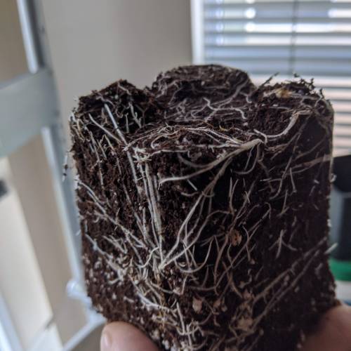 Tropicanna Smash Melonz. Week 3 - 02/07/20