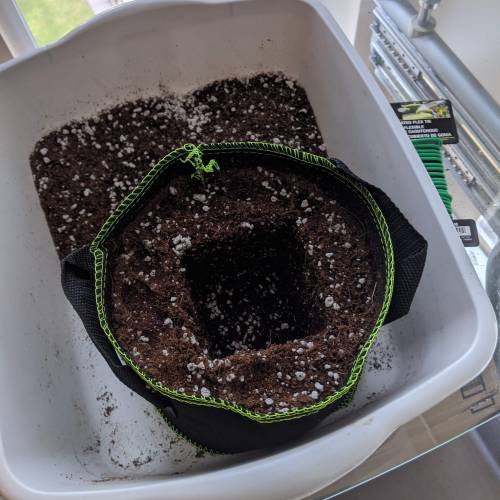 Tropicanna Smash Melonz. Week 3 - 02/07/20