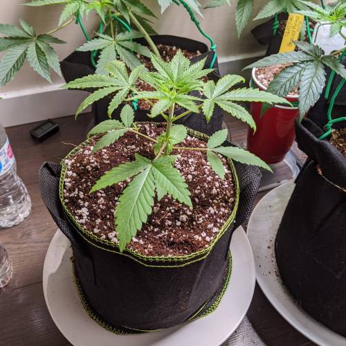 Tropicanna Smash Melonz. Week 3 - 02/07/20 - new shoes baby