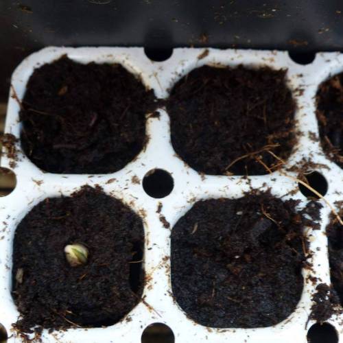 Weed Seed Express Harlequin. Week 0