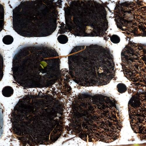 Weed Seed Express Harlequin. Week 0