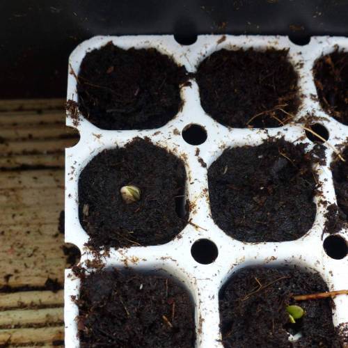 Weed Seed Express Harlequin. Week 0