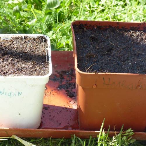 Weed Seed Express Harlequin. Week 0 - 08/04