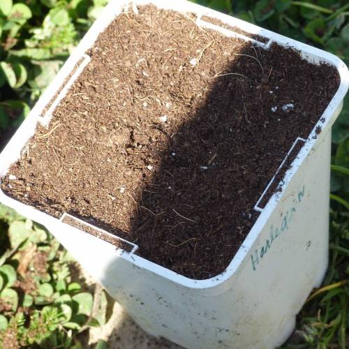 Weed Seed Express Harlequin. Week 0 - 08/04