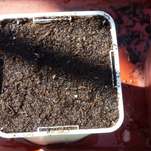 Weed Seed Express Harlequin. Week 0 - 08/04