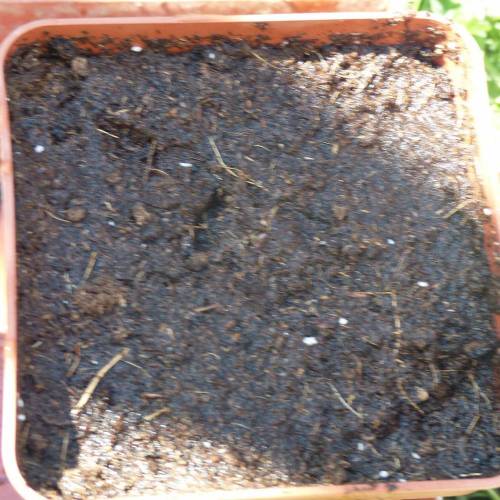 Weed Seed Express Harlequin. Week 0 - 08/04