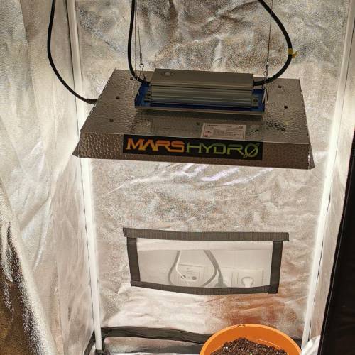 Purple Queen Auto / Royal Gorilla Auto. Week 1 - Set up