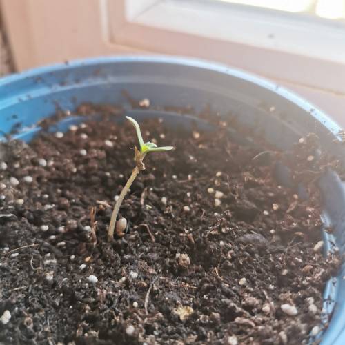 Purple Queen Auto / Royal Gorilla Auto. Week 1 - Purple Queen 24 hrs after planting 