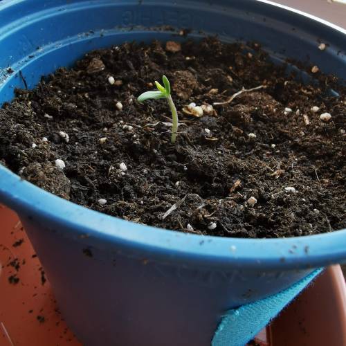 Purple Queen Auto / Royal Gorilla Auto. Week 1 - Royal Gorilla 24 hrs after planting 