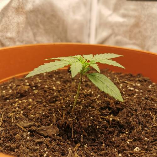 Purple Queen Auto / Royal Gorilla Auto. Week 2 - Purple Queen Auto