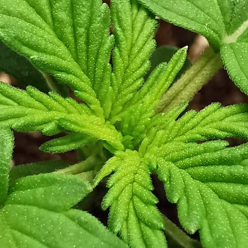 Purple Queen Auto / Royal Gorilla Auto. Week 2 - Purple Queen Auto 