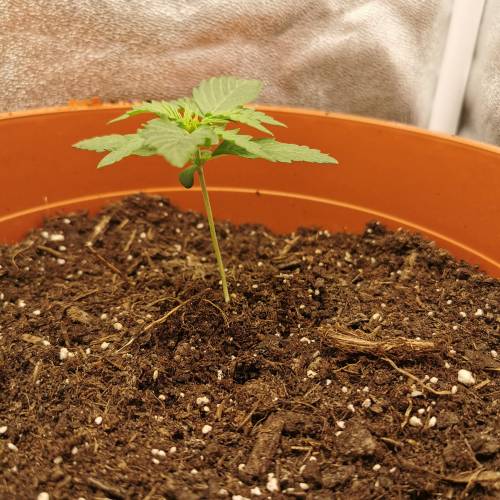 Purple Queen Auto / Royal Gorilla Auto. Week 2 - Royal Gorilla Auto 