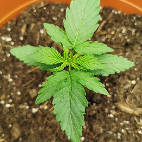 Purple Queen Auto / Royal Gorilla Auto. Week 2 - Royal Gorilla Auto 