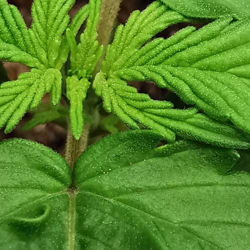 Purple Queen Auto / Royal Gorilla Auto. Week 2 - Royal Gorilla Auto 