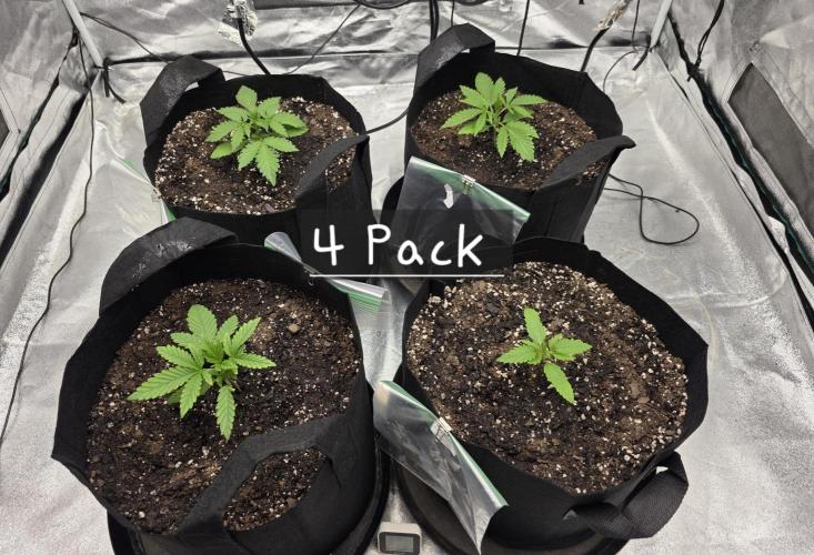 4pack. Week 2