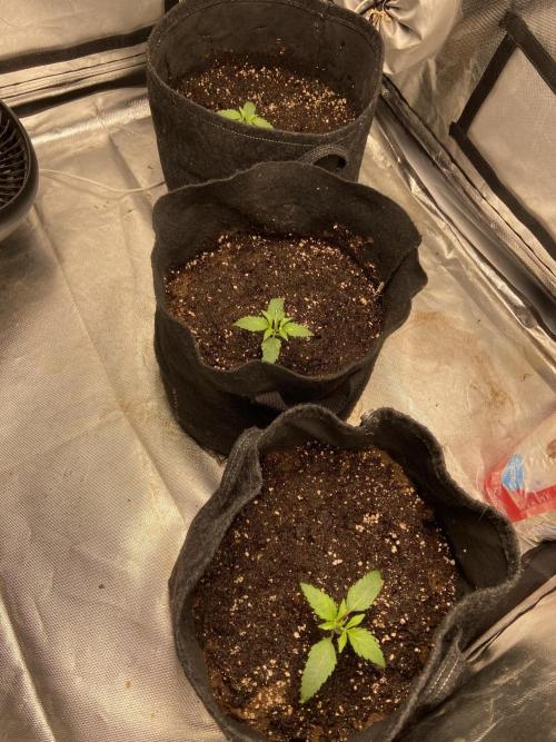 Fractal. Week 1