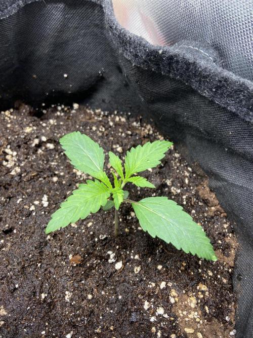 Fractal. Week 1