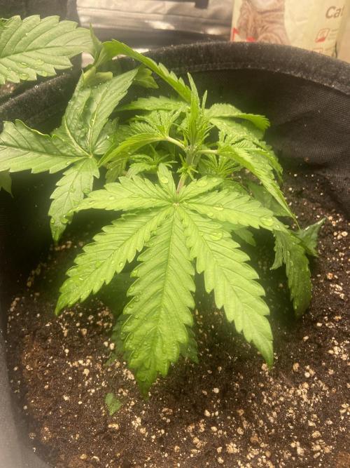 Fractal. Week 2