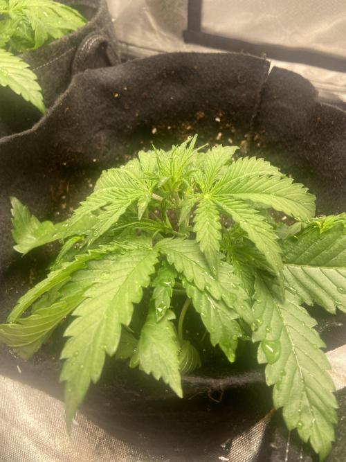 Fractal. Week 2