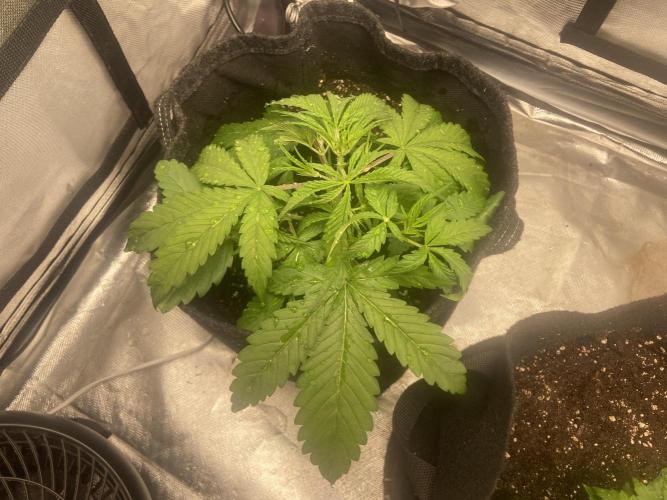 Auto Fractal. Week 2