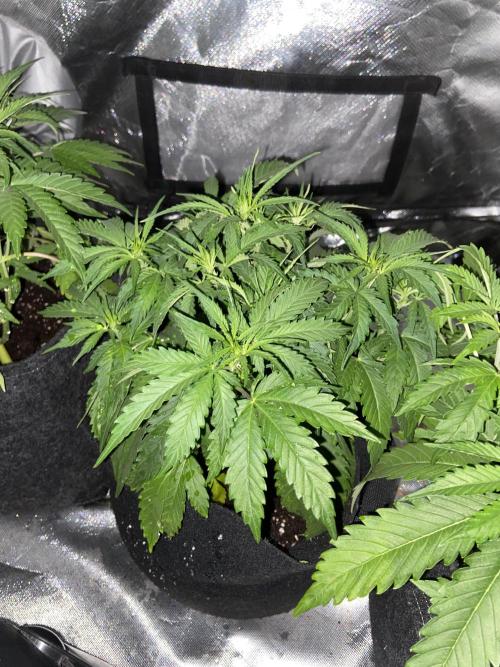 Fractal. Week 3