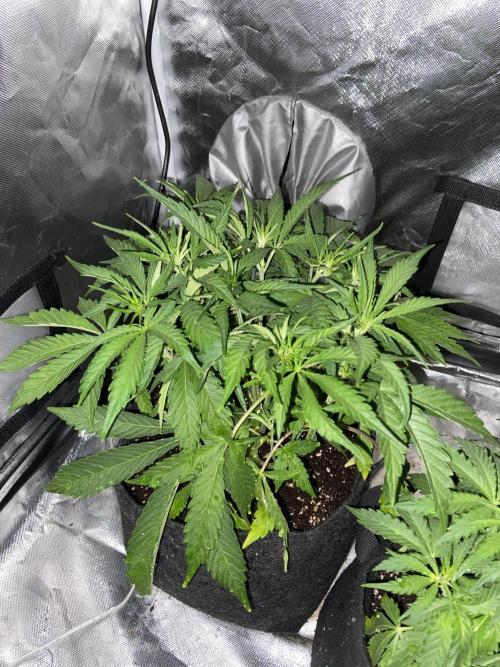 Auto Fractal. Week 3