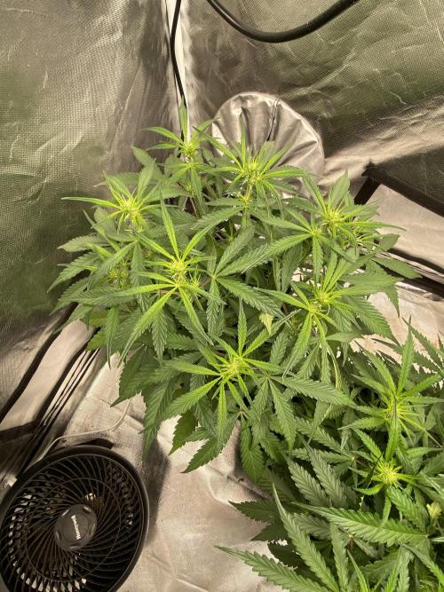 Fractal. Week 4