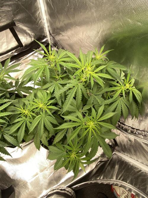 Fractal. Week 4