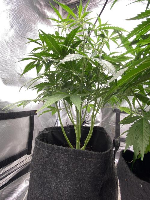 Auto Fractal. Week 4