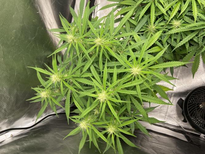 Fractal. Week 5