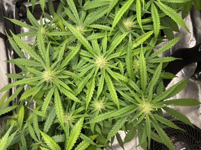 Fractal. Week 5