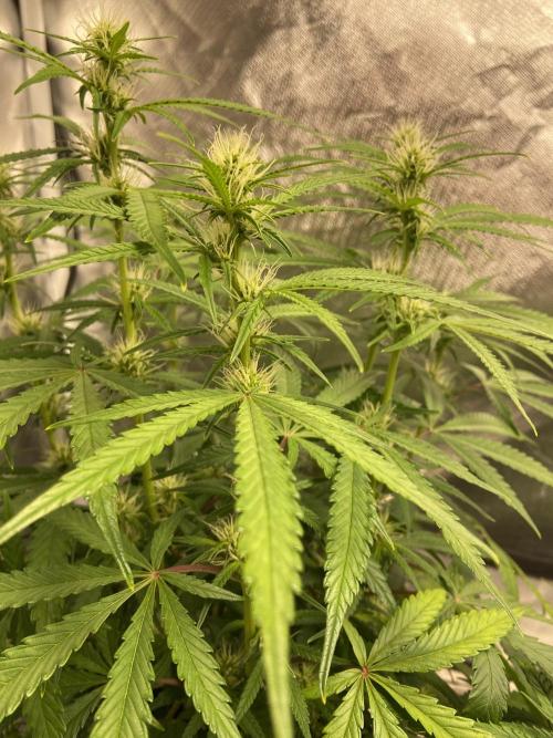 Fractal. Week 5