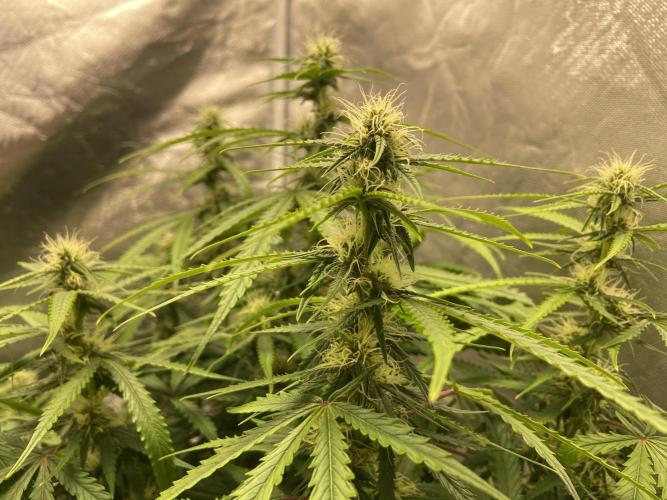 Auto Fractal. Week 6