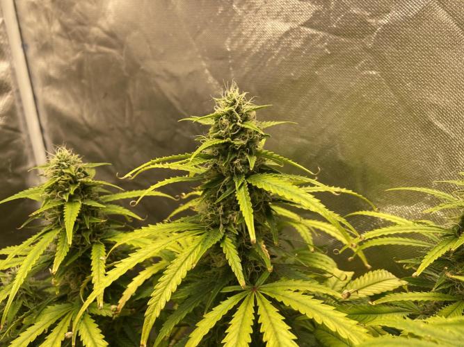 Auto Fractal. Week 7