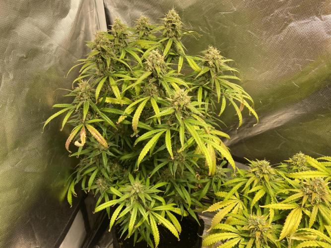 Fractal. Week 8