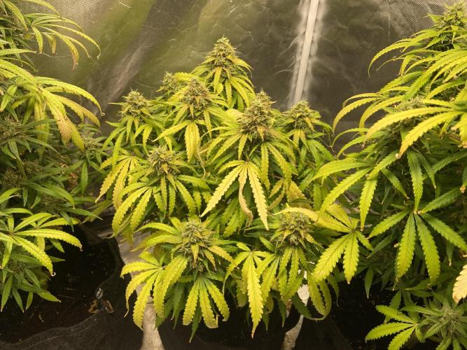 Fractal. Week 8