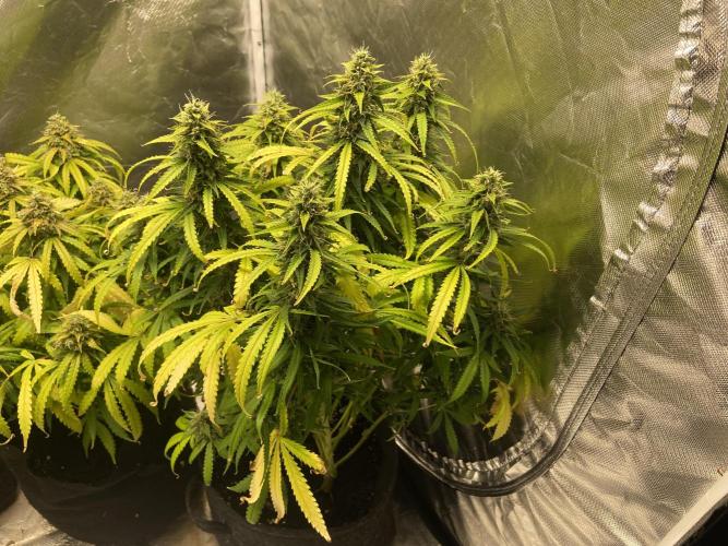 Fractal. Week 8
