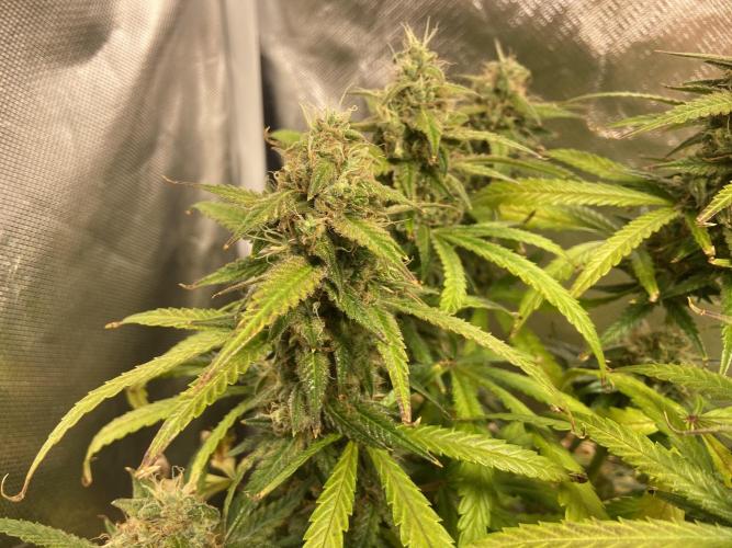 Fractal. Week 8
