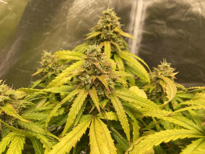 Fractal. Week 8