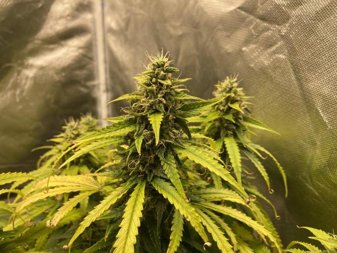 Fractal. Week 8