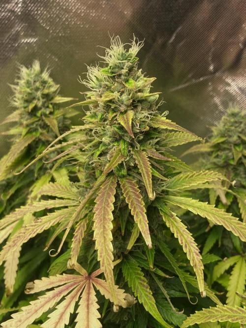 Auto Fractal. Week 9