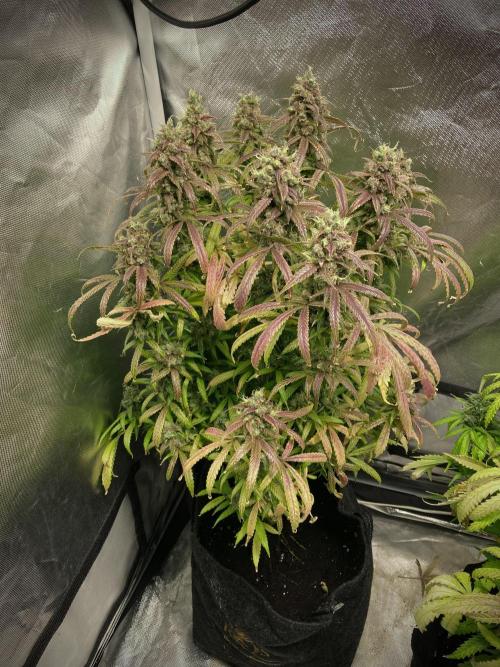 Fractal. Week 10